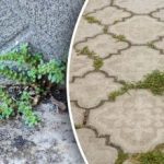 Bez chemie a zbytečného úsilí: jak se zbavit plevele na zahradě za pár minut Bez chemie a zbytečného úsilí: jak se zbavit plevele na