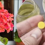 Cena za haléř: lék z lékárny oživí všechny zažloutlé a