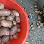 Co dělat s malými bramborami: pět užitečných metod Co dělat s malými bramborami: pět užitečných metod