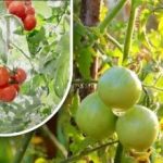 Dvě stě gramů a jsou zralé: pěstitelka zeleniny se podělila