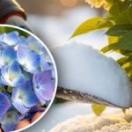 Hortenzie "neodpustí": jaká zimní manipulace může "zabít" pupeny Hortenzie „neodpustí“: jaká zimní manipulace může „zabít“ pupeny