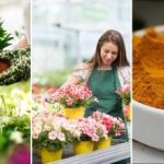 I zakrnělé květiny ožijí za 24 hodin: domácí hnojivo bez chemikálií, které se skládá ze tří složek I zakrnělé květiny ožijí za 24 hodin: domácí hnojivo bez