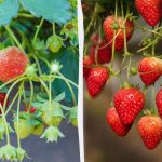 Jak kdykoli získat čerstvé jahody bez zahrady: tajemství pěstování v bytě Jak kdykoli získat čerstvé jahody bez zahrady: tajemství pěstování v