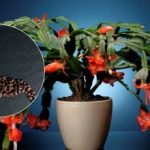 Jak krmit kávu dekabrista: přírodní hnojivo udělá o Vánocích zázrak Jak krmit kávu dekabrista: přírodní hnojivo udělá o Vánocích zázrak