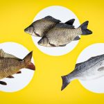 Jak pochopit, že ryba je čerstvá: lékař řekl, čemu věnovat pozornost Jak pochopit, že ryba je čerstvá: lékař řekl, čemu věnovat