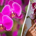 Jak přesadit orchidej do nového květináče: užitečné tipy