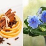 Jak rozkvetou i „tyčinky“: osvědčené hnojivo ze tří složek