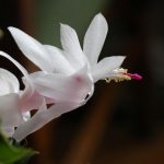 Jak se vyhnout chybám při péči o vánoční stromek: všechna