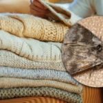 Jak se zbavit molů ve skříních: stačí jedna rostlina, abyste