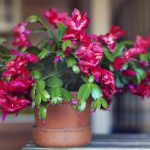 Jak vypěstovat vánoční stromek: zahradníci prozradili 3 snadné metody Jak vypěstovat vánoční stromek: zahradníci prozradili 3 snadné metody