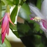 Jedna ampulka a rostlina kvete: lék na dekabristu z lékárny