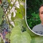 Jednoduchý trik pro dobrou úrodu: zahradník odhalil hlavního nepřítele hroznů Jednoduchý trik pro dobrou úrodu: zahradník odhalil hlavního nepřítele hroznů