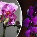 Kam s orchidejemi: britští odborníci určili ideální místo v bytě