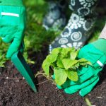 Kdy sázet jahody na podzim, abyste na jaře mohli sbírat kbelíky bobulí: důležitá pravidla Kdy sázet jahody na podzim, abyste na jaře mohli sbírat