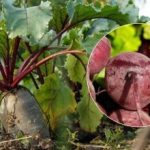 Kdy sklízet červenou řepu v roce 2025: jsou pojmenovány dva