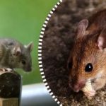 Krysy a myši se rozprchnou a navždy zmizí, pokud jim necháte jeden výrobek k jídlu. Krysy a myši se rozprchnou a navždy zmizí, pokud jim