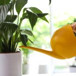 Mírumilovná lilie přestane žloutnout a ožije během několika hodin: osvědčená