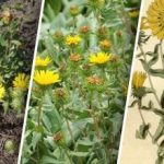 Na je naše země se šíří nebezpečná rostlina: co o ní víme Na je naše země se šíří nebezpečná rostlina: co o