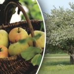 Není třeba kácet: jak omladit starou jabloň