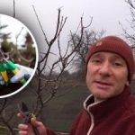 Neotálejte: odborník prozradil, jak je zimní prořezávání účinnější než jarní