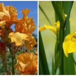 Příroda všechny překvapila: uprostřed zimy náhle vykvetla letní květina Příroda všechny překvapila: uprostřed zimy náhle vykvetla letní květina