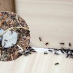 Sbohem, otravní škůdci: jak se jednou provždy zbavit mravenců Sbohem, otravní škůdci: jak se jednou provždy zbavit mravenců