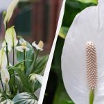 Spathiphyllum bude kvést roky, pokud ho na podzim nebudete vysazovat
