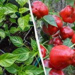 Těchto 7 rostlin se nyní vysévá na sazenice: je třeba mít čas do konce ledna. Těchto 7 rostlin se nyní vysévá na sazenice: je třeba