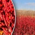 U Oděsy byla nalezena unikátní rostlina, která se podává v