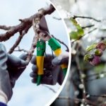 Zahrada potřebuje péči i v zimě: kterých 8 rostlin by