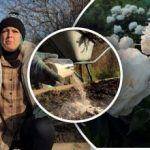 „Zlaté“ pravidlo pro pivoňky: jak připravit květiny na zimu a